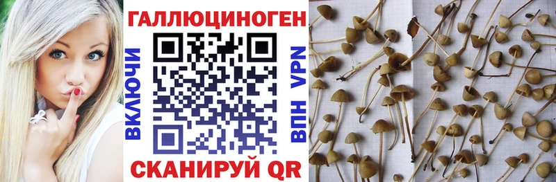 Галлюциногенные грибы мицелий  Купить закладки  Унеча 
